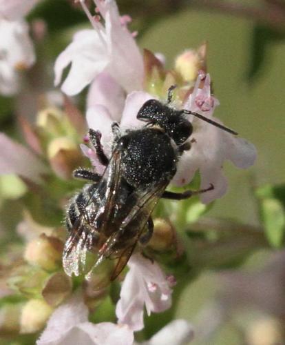 Stelis sp.